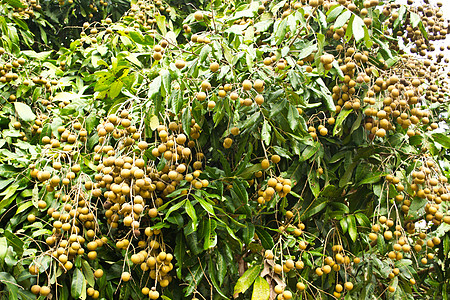龙眼果园树上的龙眼果桂圆国家生产食物季节性棕色营养农场甜点树叶图片