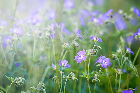 鲜花田背景季节紫色花园植物太阳光昆虫射线草地生活图片