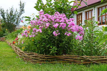 Phlox 惊慌 开花紫色栅栏环境闲暇花园牧歌植物群旋体植物萼片图片