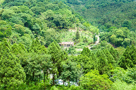 从上方视图的森林绿色植物胡同培育天线乡村环境农业场景季节背景图片