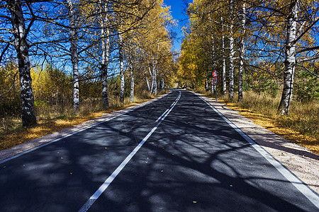 Birch森林路秋天 秋季穿过森林的一条道路阳光线条叶子橙子季节山脉植物沥青环境拼贴画图片