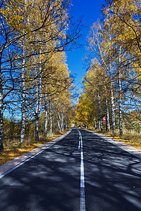 Birch森林路秋天 秋季穿过森林的一条道路橙子路面环境叶子线条车削小路植物墙纸农村图片
