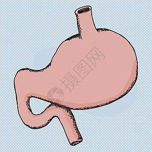 人类胃背景图片