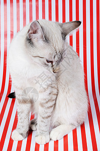 小猫宠物红色眼睛条纹哺乳动物鼻子白色灰色蓝色动物图片