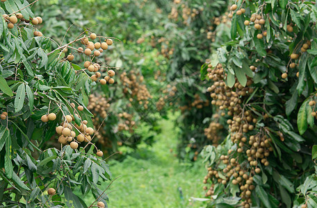 树上有新鲜的长须绿色棕色种子水果团体食物季节性热带异国营养图片