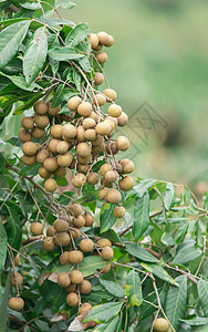 树上有新鲜的长须季节情调植物热带营养味道花园食物农业水果图片