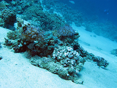 在热带海洋深处的热带珊瑚礁 蓝水背景 以蓝色水为背景珊瑚海上生活盐水石珊瑚海洋生物荒野日历气泡野生动物动物图片