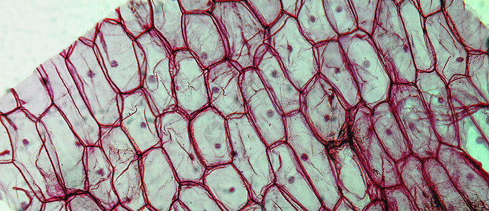 洋葱皮层显微镜光学光显微宏观幻灯片研究细胞核微图实验室摄影细胞图片