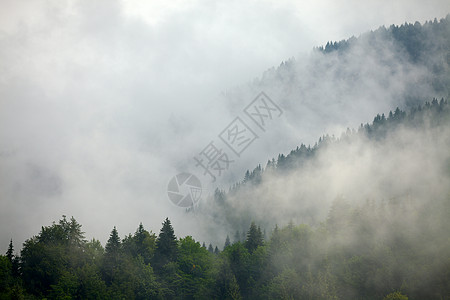 福吉森林场景环境情绪丘陵旅行山脉天气风景土地针叶高清图片