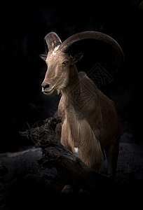 公羊双毛羊环境悬崖男性毛皮石头巴巴动物荒野动物园野生动物图片