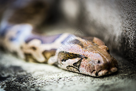 Python蛇 潜行蛇图片