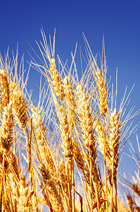 小麦田谷物收成日落生长面包农业玉米收获农场阳光图片