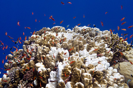 珊瑚礁与大鹿角珊瑚和异国情调的鱼 anthias 在热带海底图片