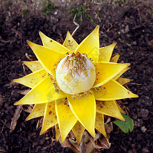 金金香蕉花森林花瓣公园水果种植园香蕉丛林食物蔬菜生长图片