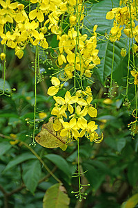 金雨黄花Cassia瘘管病墙纸花瓣植物奶油淋浴国家植物群热带种子公园图片