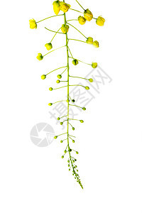 金雨黄花Cassia瘘管病淋浴植物墙纸公园种子国家花瓣教育热带植物群图片