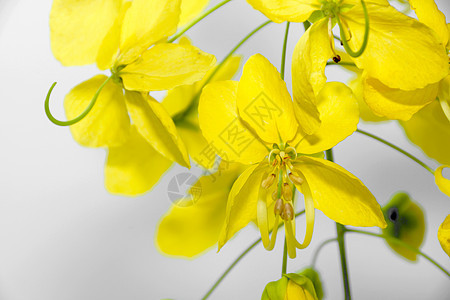 金雨黄花Cassia瘘管病淋浴公园教育种子植物群植物花瓣热带奶油国家图片