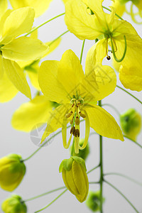 金雨黄花Cassia瘘管病淋浴花瓣教育种子墙纸奶油植物公园植物群国家图片