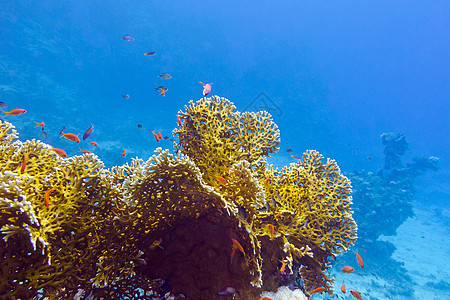 珊瑚礁与火珊瑚和异国情调的鱼 anthias 在热带海底的蓝色水背景橙子海洋生物日历盐水水族馆野生动物海上生活气泡荒野娱乐图片