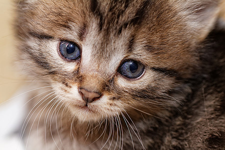 小可爱小猫猫咪毛皮野生动物头发眼睛白色猫科动物胡须条纹宠物图片