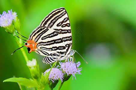 银座或斯宾达西斯山地 白蝴蝶食用热带生活蓝色昆虫烟瘾刺棘宏观动物橙子饲料图片