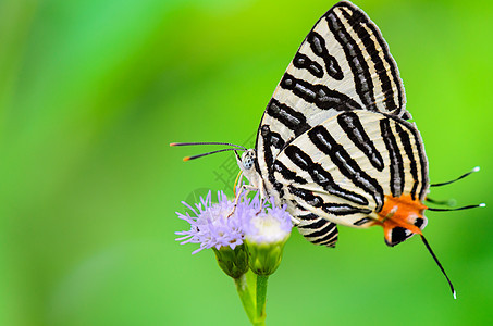 银座或斯宾达西斯山地 白蝴蝶食用花瓣条纹宏观刺棘动物生活食物烟瘾蓝色热带图片
