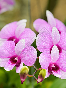 兰花混合剂是白色和粉色条纹生长叶子团体植物群紫色花束热带杂交种石斛脆弱性图片