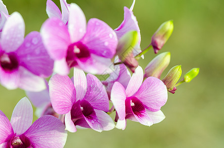 兰花混合剂是白色和粉色条纹花束石斛杂交种宏观热带花瓣植物群紫色团体叶子图片