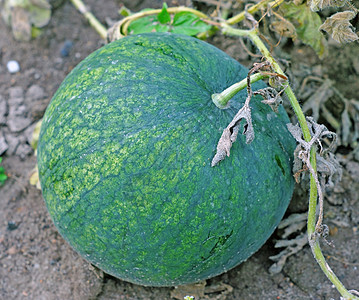花园里的西瓜生产饮食土壤藤蔓季节农民蔬菜营养收成地面图片