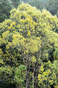 树上的黄色大树叶在森林里图片