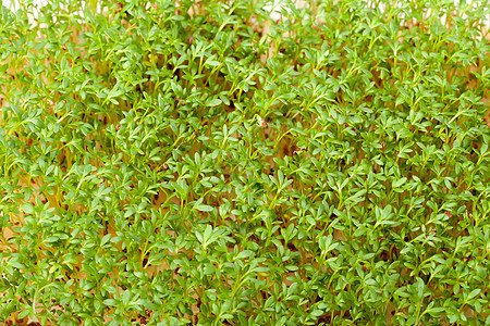 白色背景上孤立的紧固树苗食物叶子植物草本植物饮食生物沙拉植物学芳香发芽图片