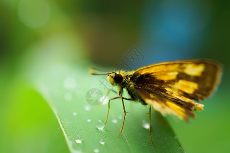 新鲜的露水和蝴蝶家庭天气叶子植物野生动物生活草地液体气泡昆虫卫生图片