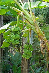 树上青绿香蕉收成小吃热带棕榈叶子植物群水果农场植物种植园图片