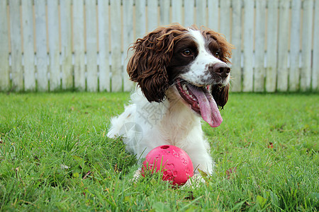 狗和球时间力量鼻子眼睛棕色玩具绿色猎犬白色栅栏图片