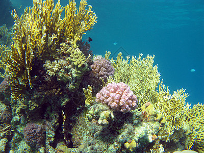 热带海底有硬珊瑚和火灾珊瑚的珊瑚礁冒险蓝色浮潜海洋生物动物野生动物盐水运动潜水员假期图片