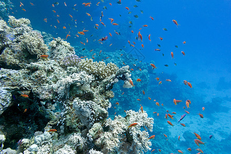 珊瑚礁与软珊瑚和硬珊瑚与异国情调的鱼 anthias 在热带海底的蓝色水背景盐水动物海床海洋生物浮潜橙子石珊瑚潜水紫色鹿角图片