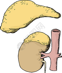 孤立的肾上腺背景图片