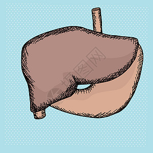 肝和胃器官背景图片