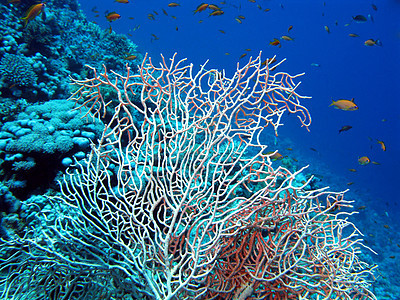 热带海底深处蓝水背景的热带洋底有美丽美丽的格罗哥尼亚珊瑚礁图片
