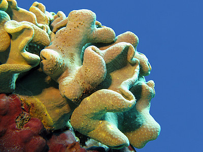 热带海底蓝水背景上孤立于热带海底的软珊瑚图片