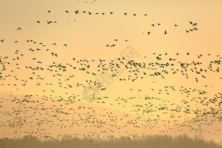 飞的鸟鹅飞动物野生动物空气荒野旅行编队迁移日落大雁蓝色背景