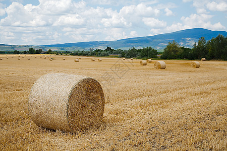 农业牧场干草食物草包草地收成农田生长小麦国家图片