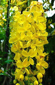 金色淋浴的黄花卡西娅瘘管病在树上种子植物群植物奶油花瓣公园热带墙纸教育国家图片