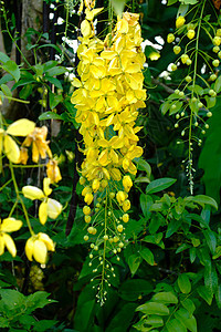 金色淋浴的黄花卡西娅瘘管病在树上热带墙纸种子植物植物群花瓣奶油公园教育国家图片