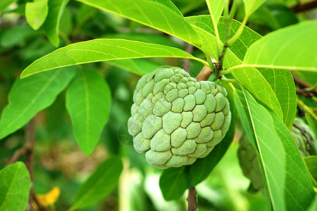 树上的果实热带农业正方形荔枝种子运动鳞状异国植物食物图片