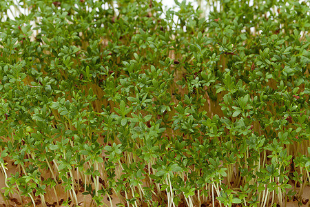 白色背景上孤立的紧固树苗芳香宏观沙拉生长蔬菜发芽植物绿色食物植物学图片