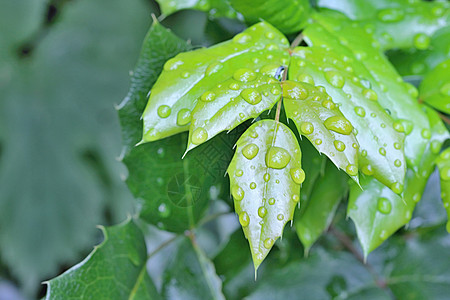 质感空间水滴季节艺术枝条树叶森林宏观框架松树边界背景