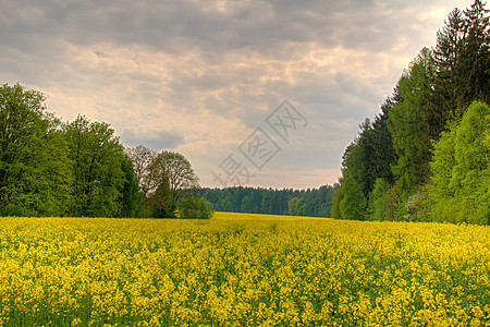 树间黄色字段天空风景蓝色金属邮政国家地平线力量植物活力图片