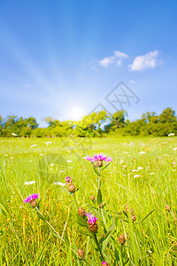 夏日阳光照耀的荒原草坪土地晴天农业天空太阳花园生态农村风景射线图片