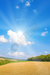 有阳光的金田玉米太阳粮食蓝色稻草地平线晴天金子农业场景图片